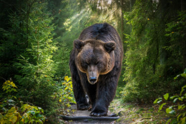 The Kamchatka brown bear or Ursus arctos piscator.