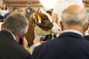 cows calves auction