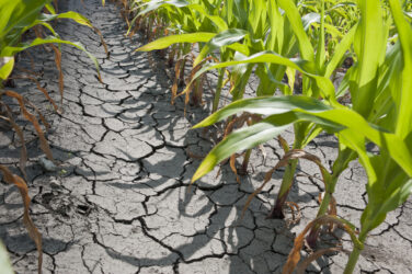 Dry drought stricken farm corn field dirt