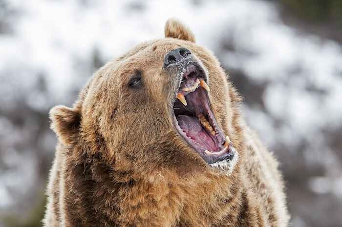 Grizzly Roaring