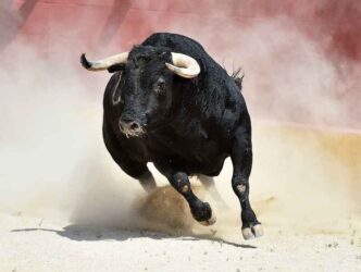 Black bull with big horns in spain.