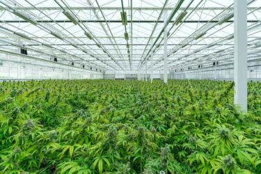 A bay of mature cannabis plants ready for harvest in a greenhouse