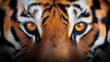 In the Heart of the Jungle: The Power of a Tiger's Open Eye"