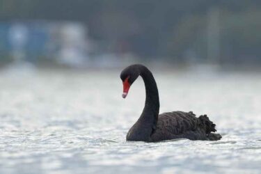 A Black Swan swimming in a calm morning sea