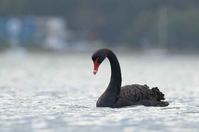 <em>Dealmaker’s Diary</em>: How to Prepare for Black Swan Events