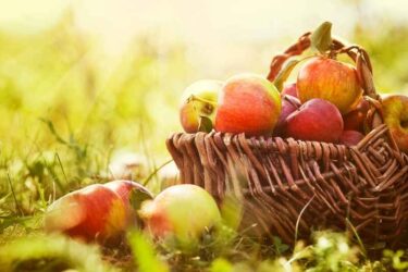 A basket of apples in a field
